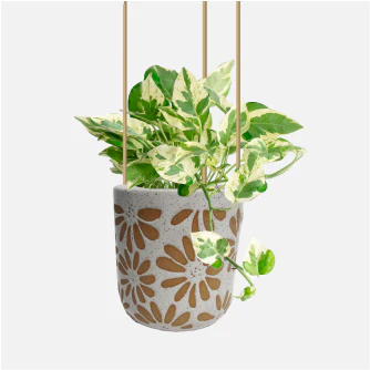 Costa Farms Boston Fern House plant in 10 Inch(es) Hanging basket 2 -Pack