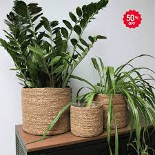 Costa Farms Boston Fern House plant in 10 Inch(es) Hanging basket 2 -Pack